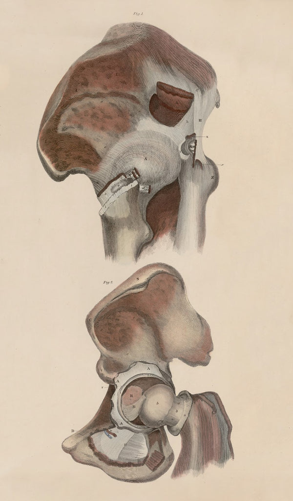 A system of anatomical plates of the human body Pl050 1840