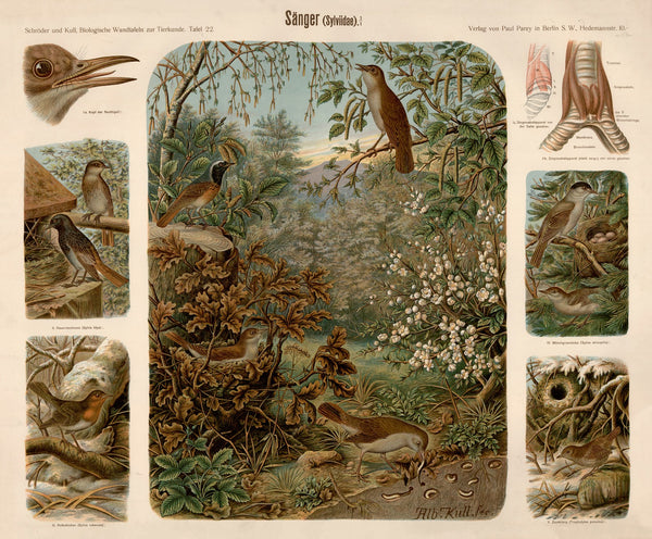 Songbird Sylviidae