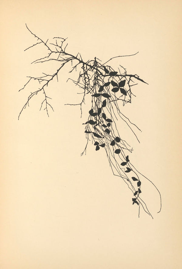 Vertrauen Pl26 1933