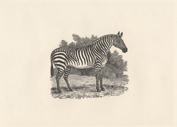Zebra 1799