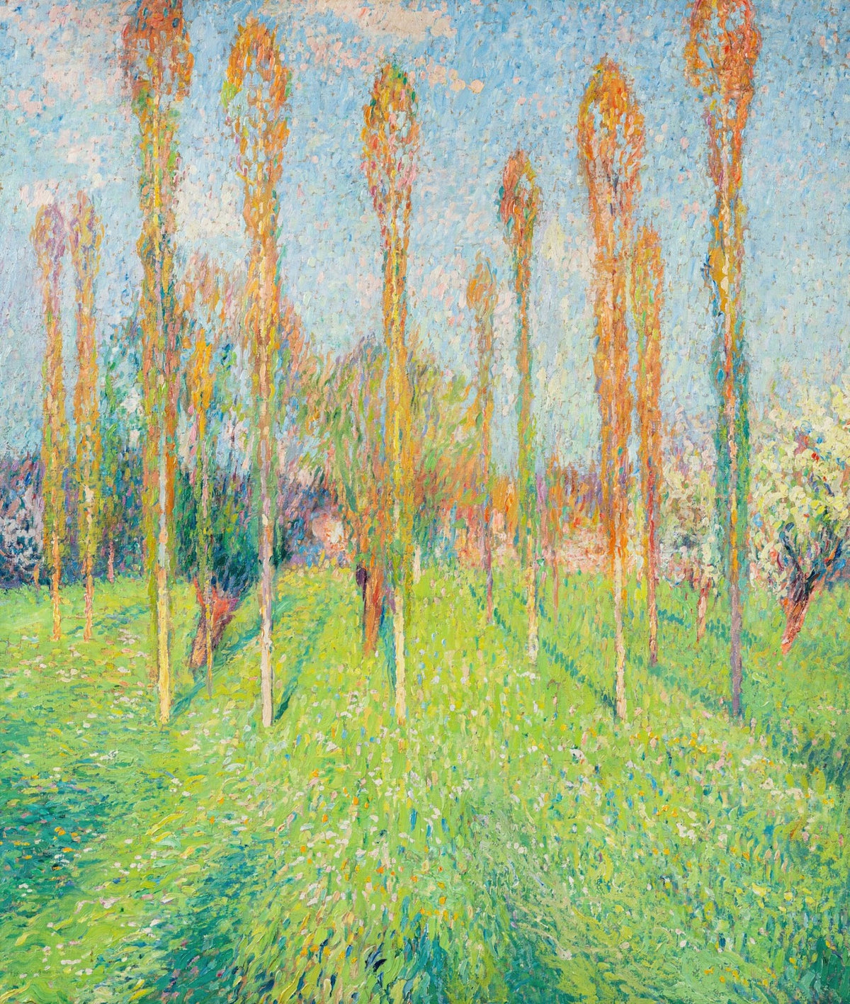 Prairie ensoleillée aux peupliers