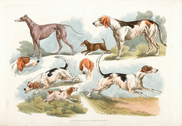 Hunting dogs 1817 1818
