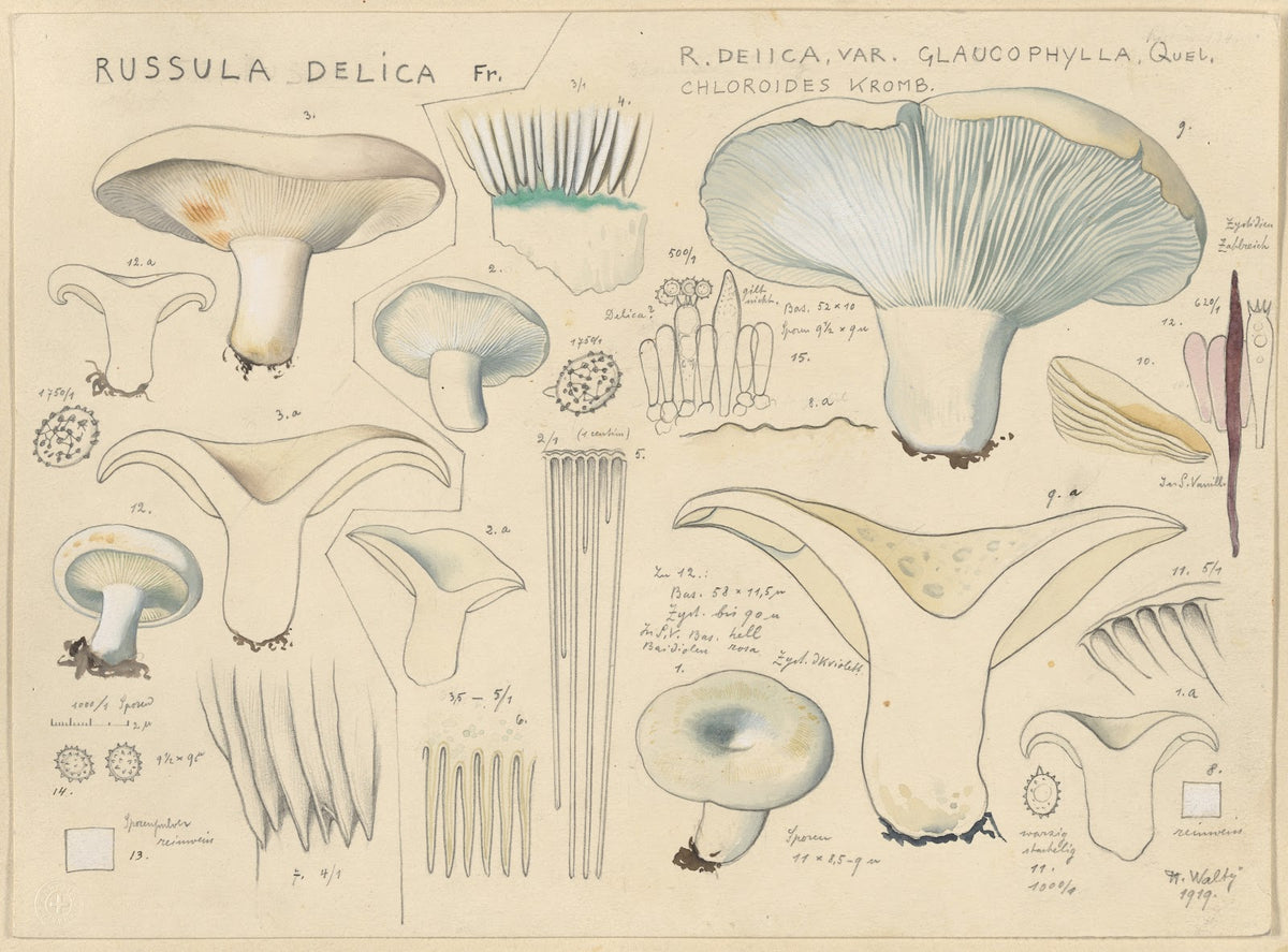 Russula delica 1915 1945