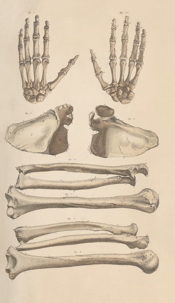 A system of anatomical plates of the human body Pl007 1840