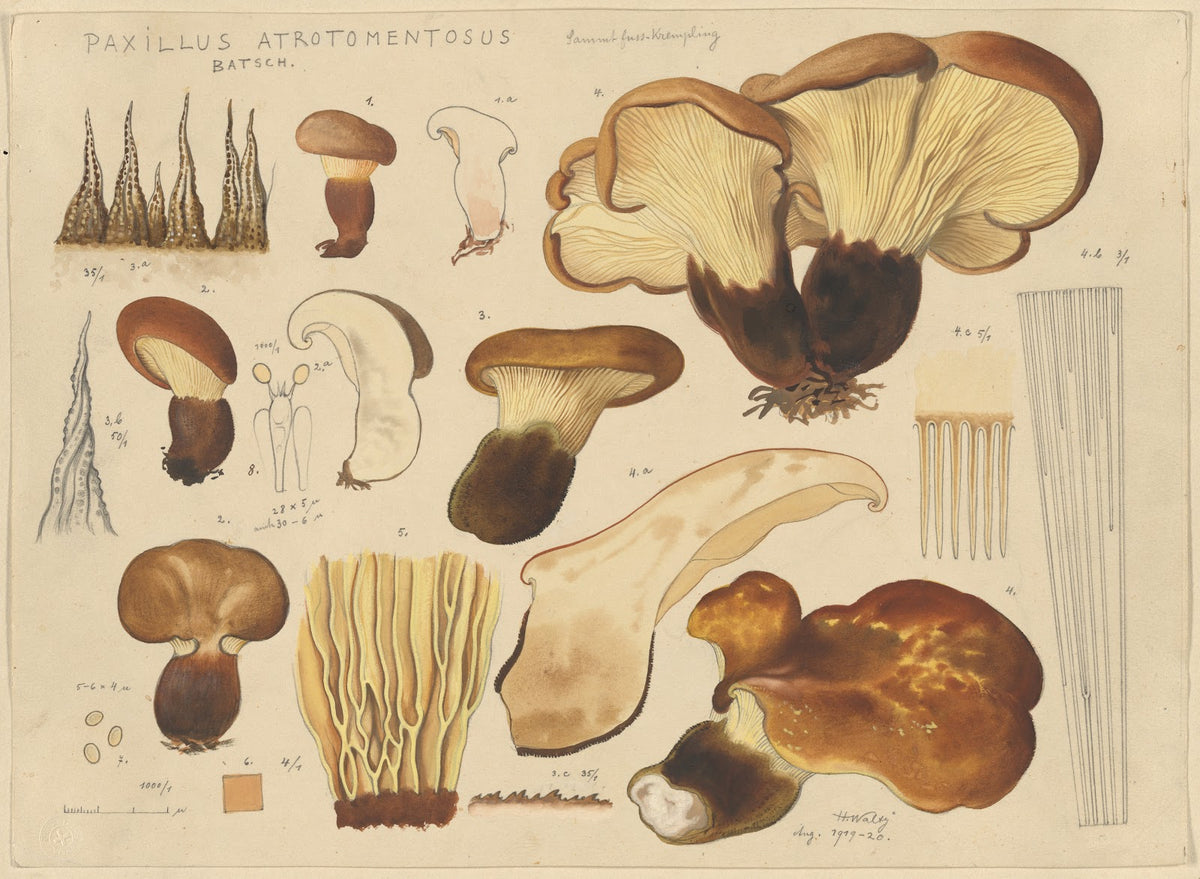Paxillus atrotomentosus Batsch 1915 1945