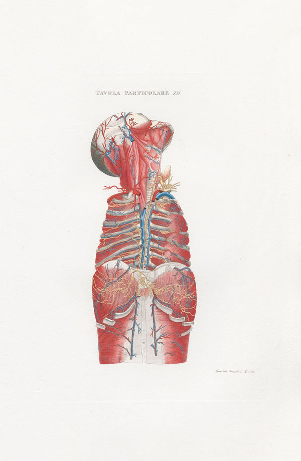 Anatomia Universale Pl46 1833