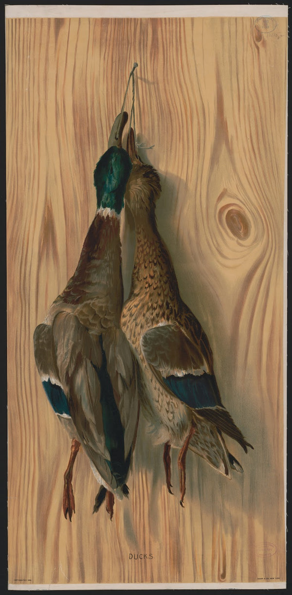 Ducks 1890