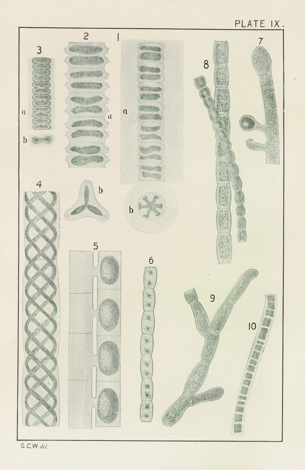 Plate IX Chlorophyceæ 1914