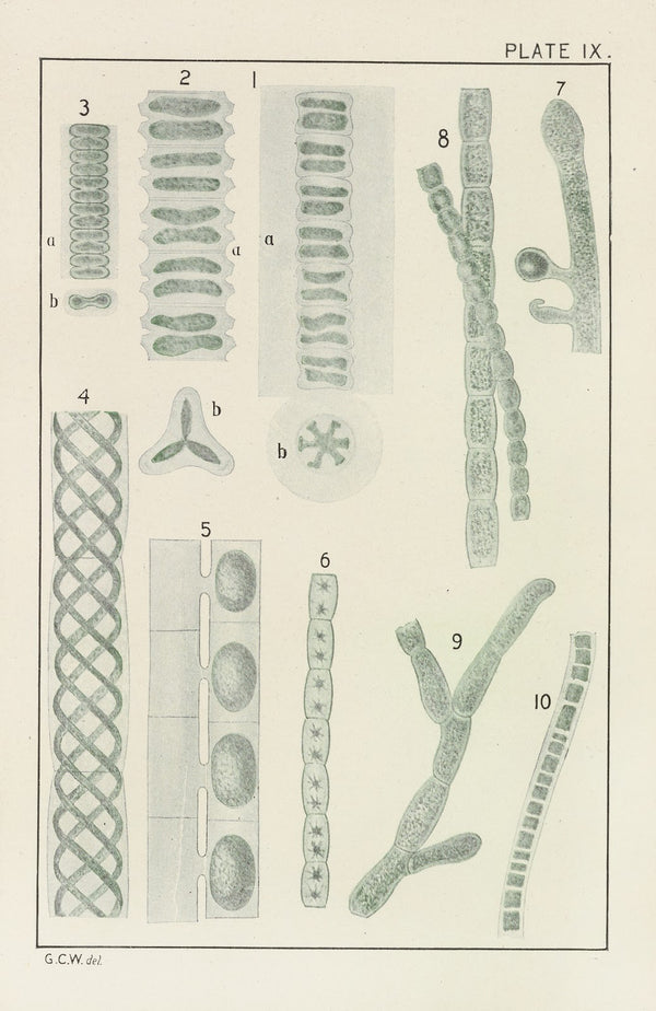Plate IX Chlorophyceæ 1914