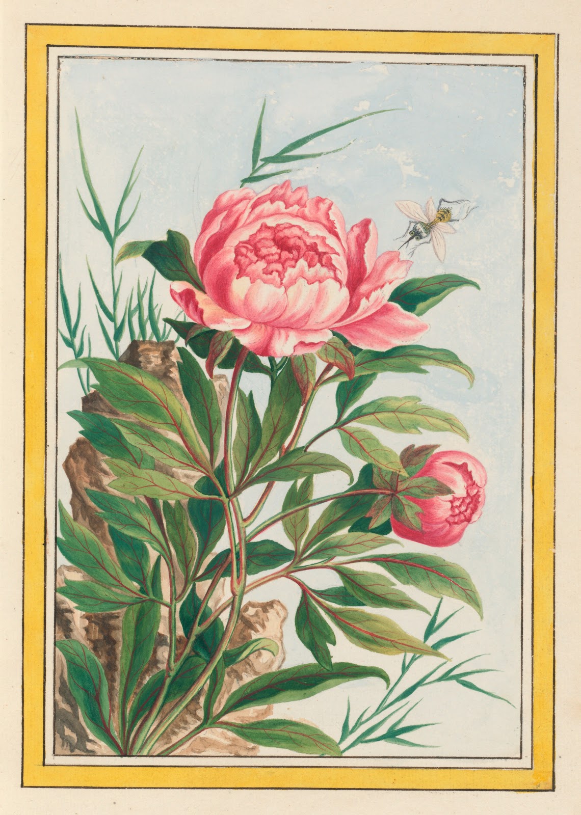 Plantes de Chine Pl009 1776