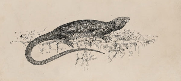 Common Garden lizard 1882 1886