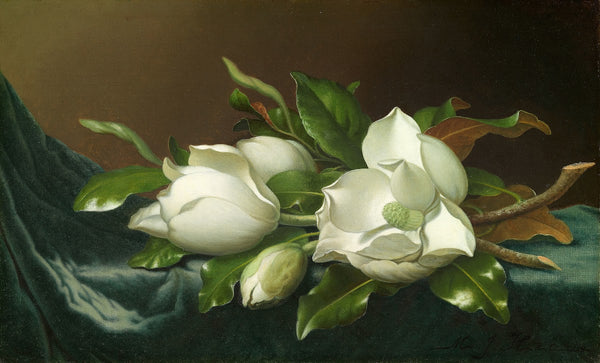 Magnolias on Light Blue Velvet Cloth 1885