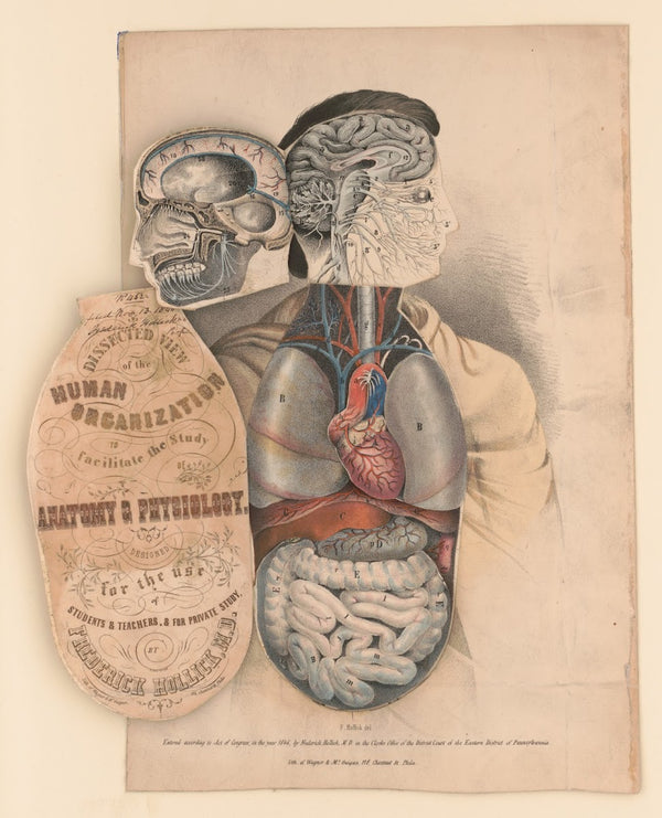Dissected view of the human organization to facilitate the study of anatomy  phy
