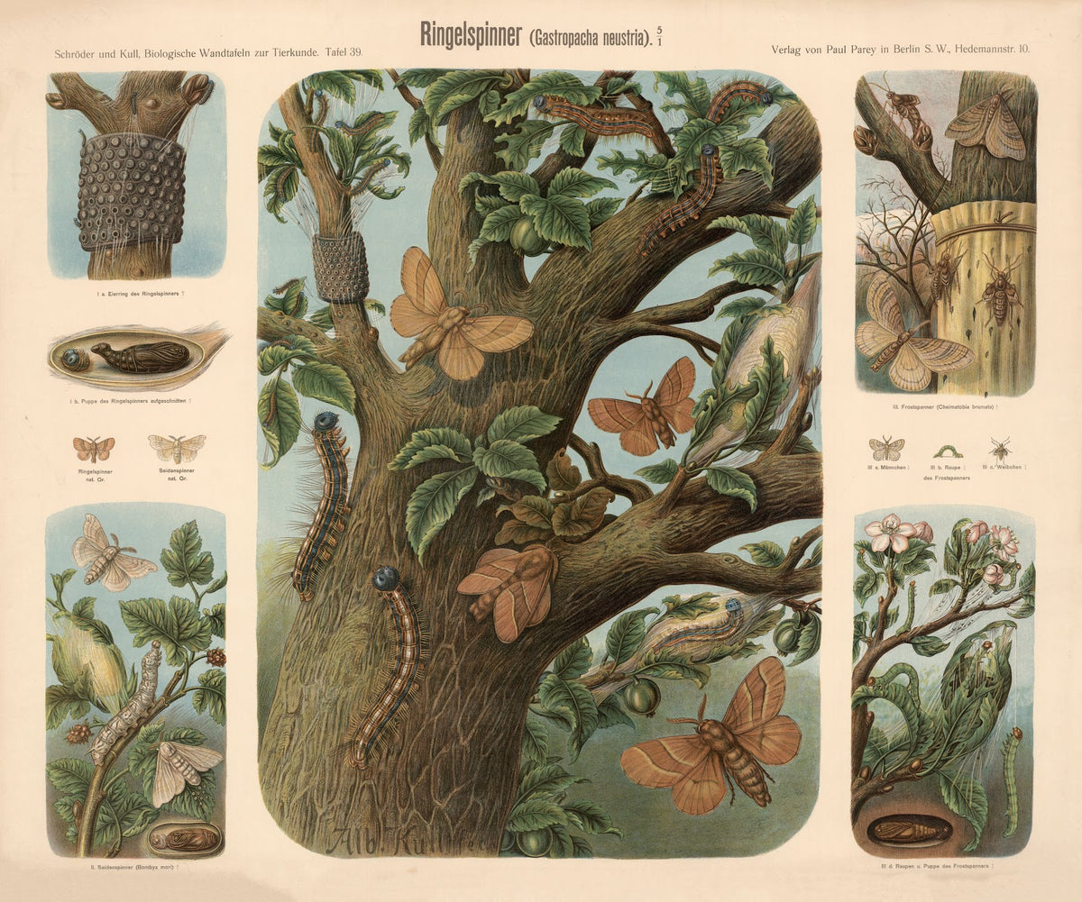 Moths Gastropacha neustria