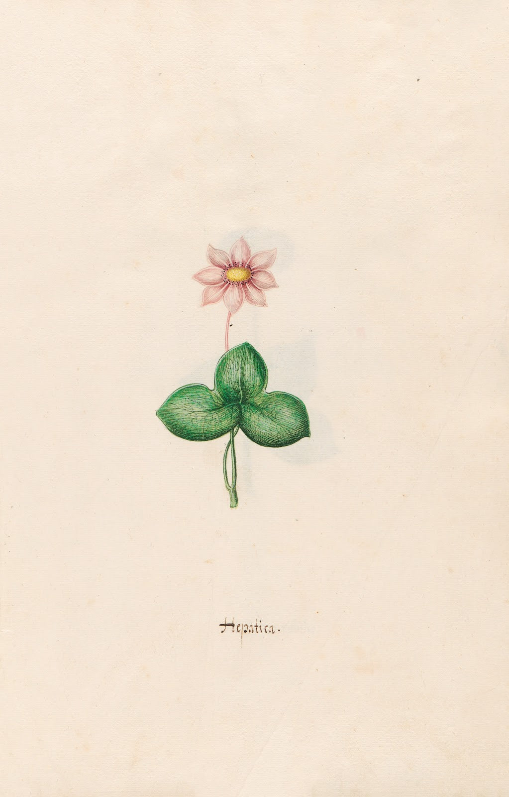 Hepatica 1692