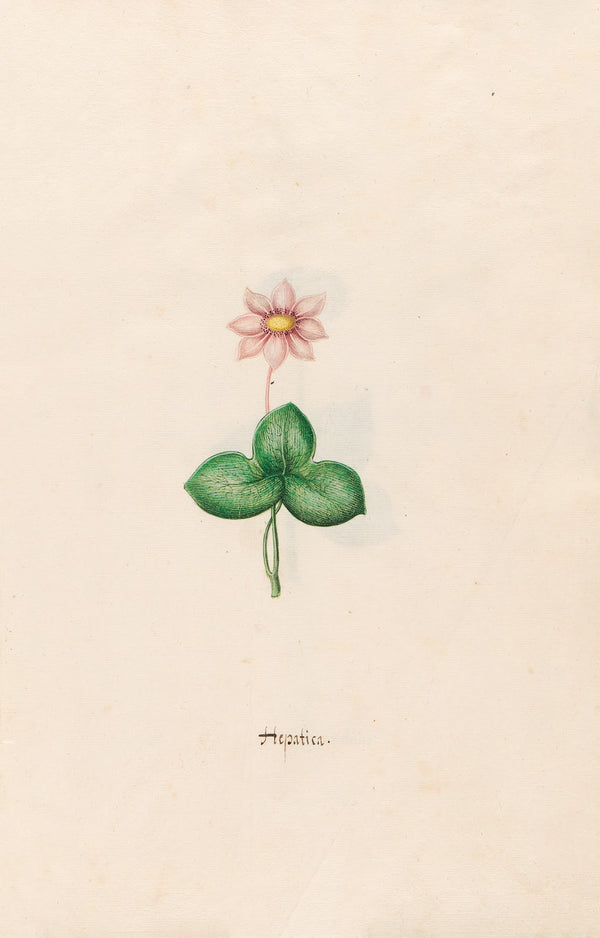 Hepatica 1692