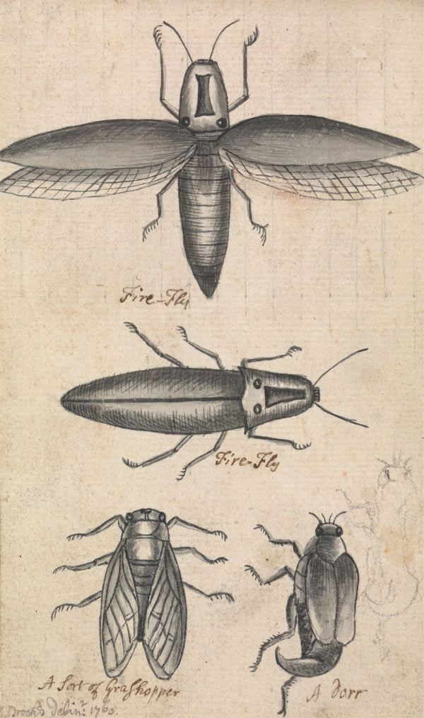 Fireflies 1760