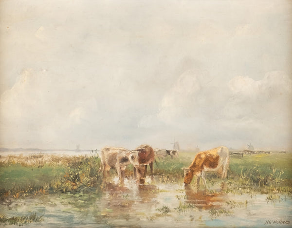 Cows in shallow