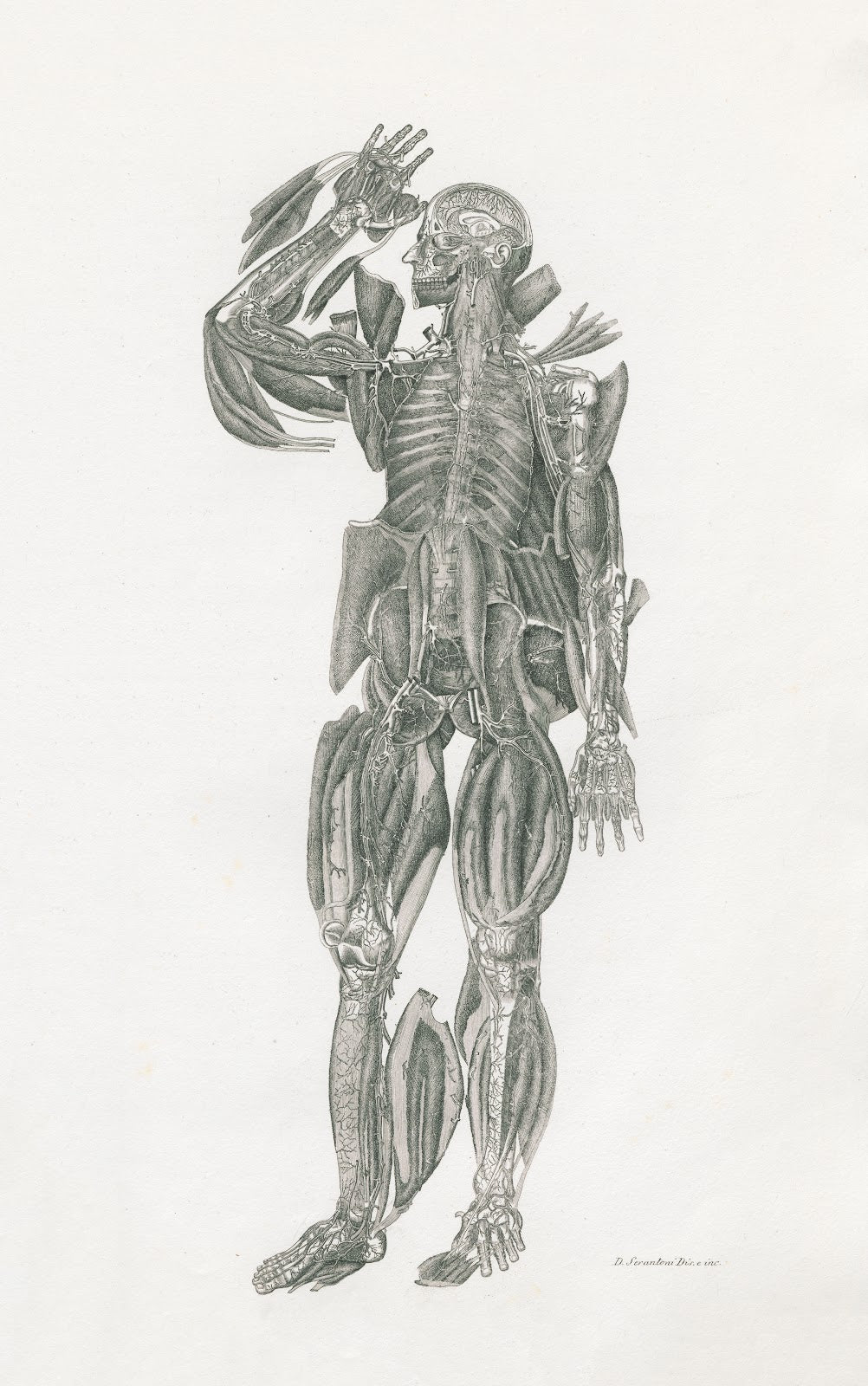 Anatomia Universale Pl52 1833