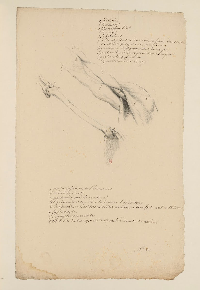 Cahiers dAnatomie Pl19 18th Century