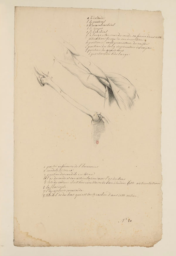 Cahiers dAnatomie Pl19 18th Century