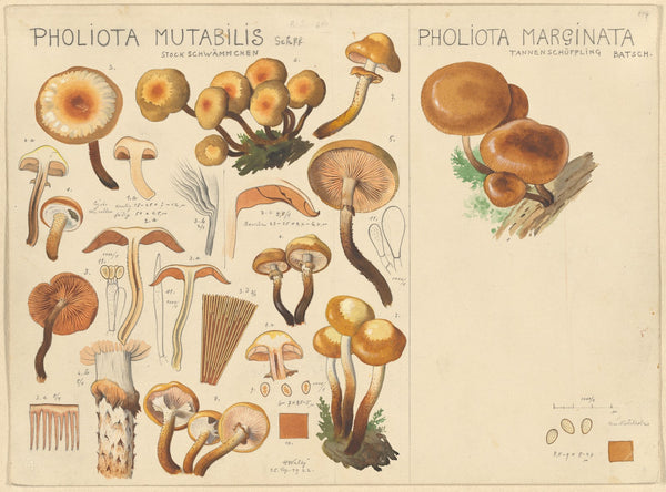 Pholiota mutabilis Pholiota marginata 1915 1945