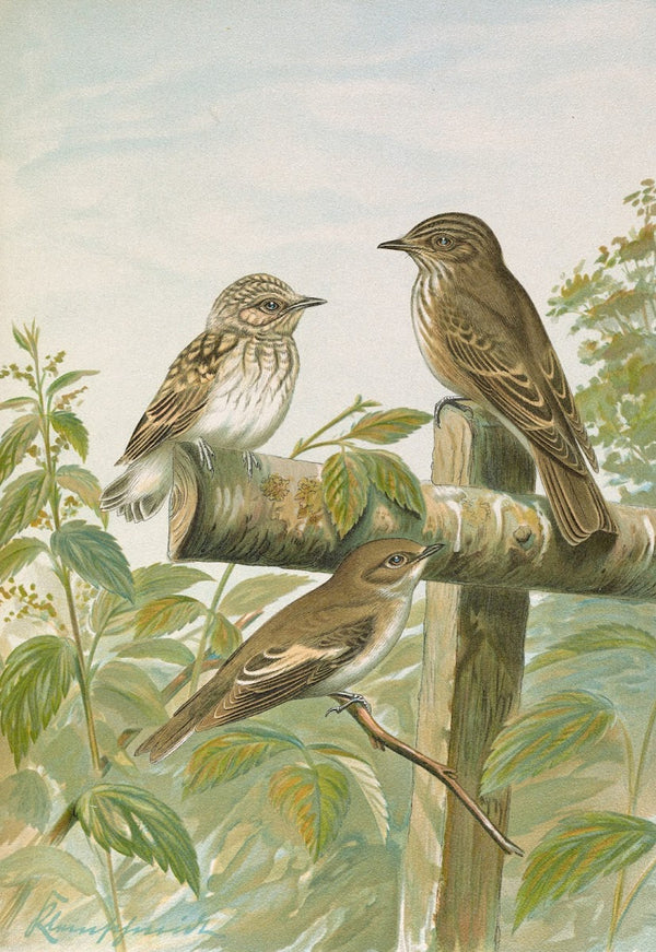 Muscicapa grisola Muscicapa atricapilla