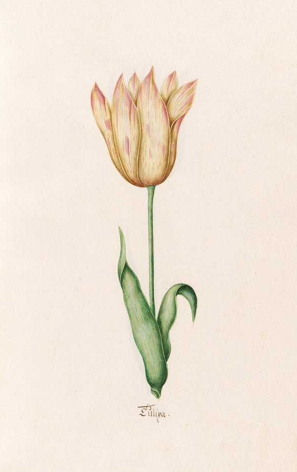 Tülipa 1692