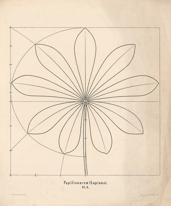 Papilionceæ Lupinus 1863