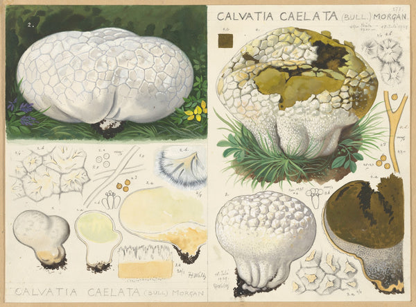 Calvatia caelata Bull Morgan 1915 1945