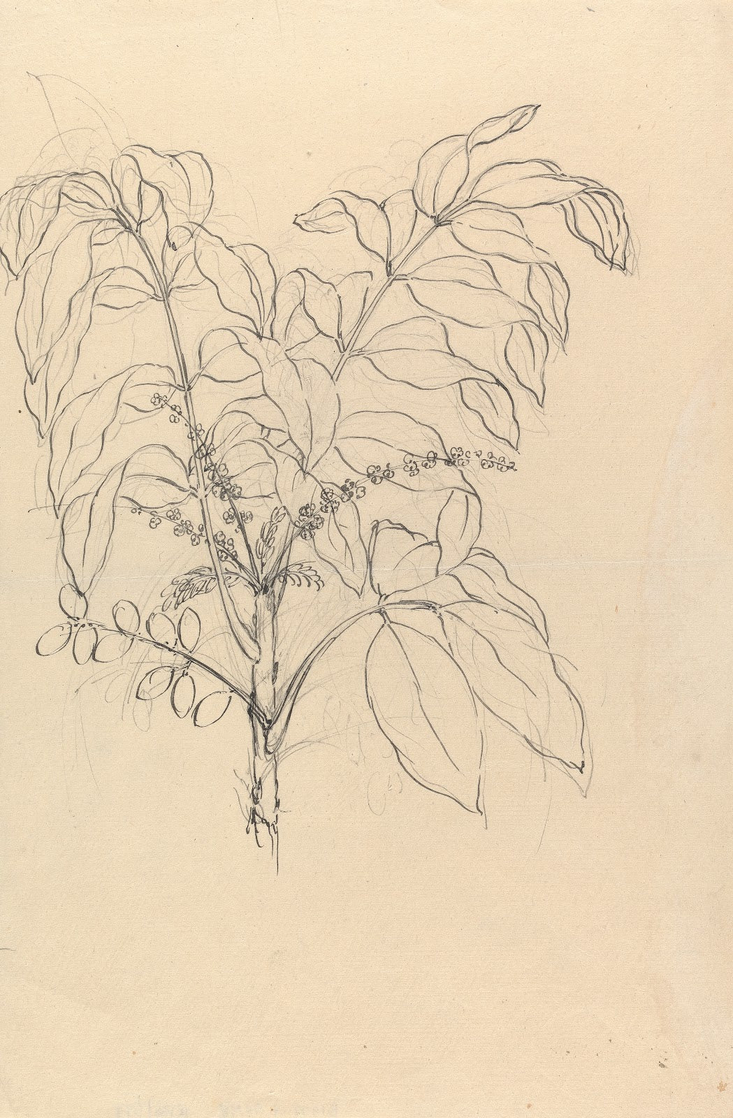 Brucea antidysenterica