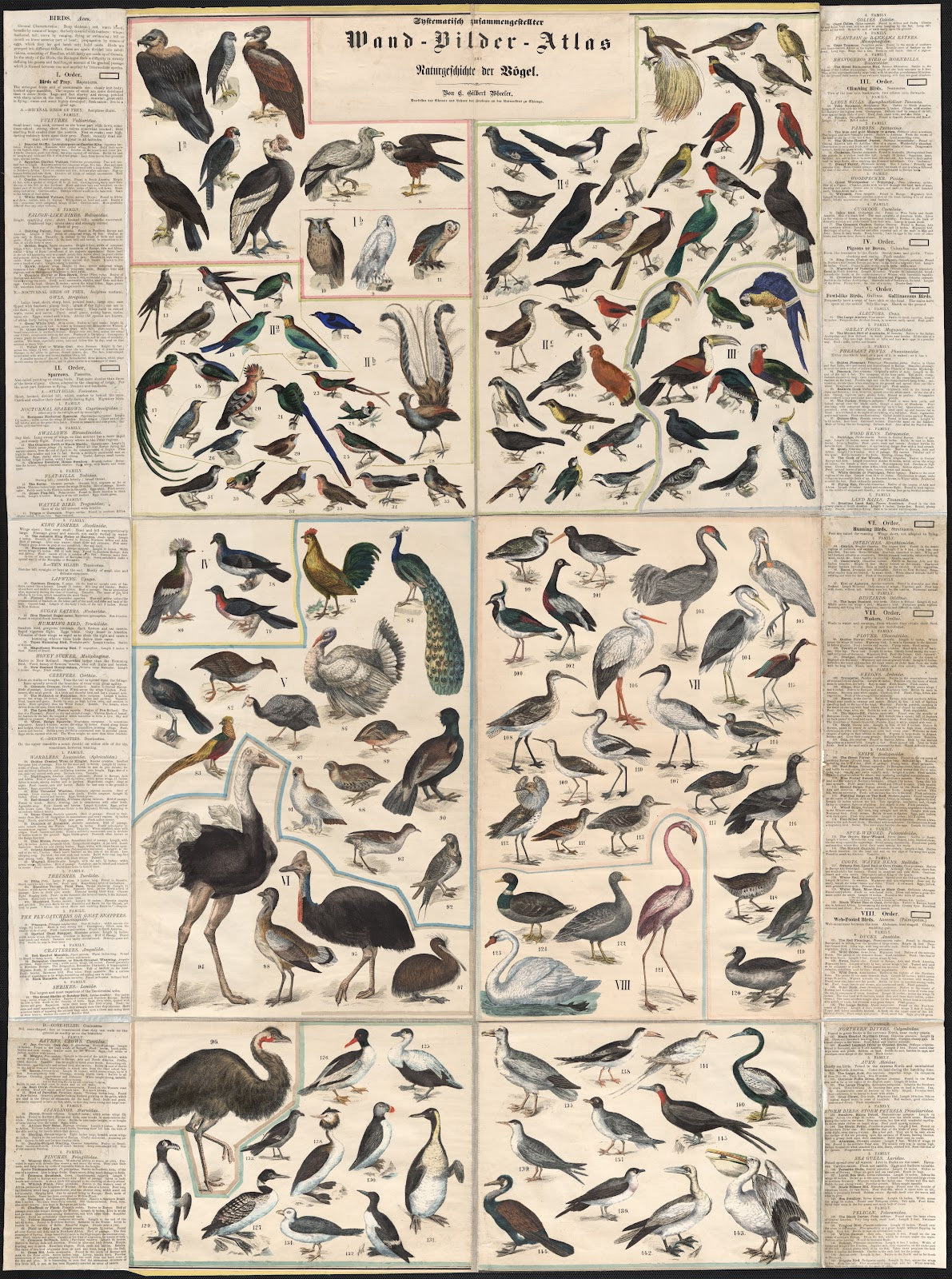 Chstematisch zusammengesteilter Wand Bilder Atlas zur Naturgeschichte der Bögel