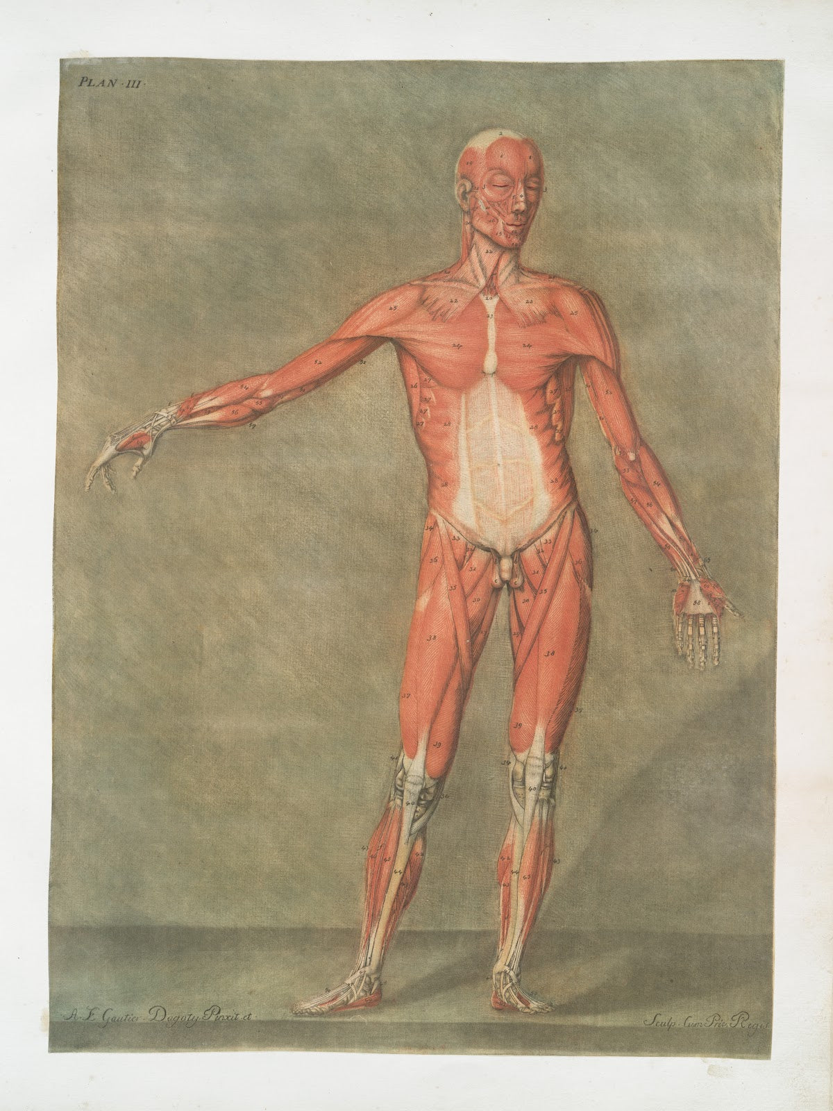 Cette planche représente la premiere couche de muscles 1773