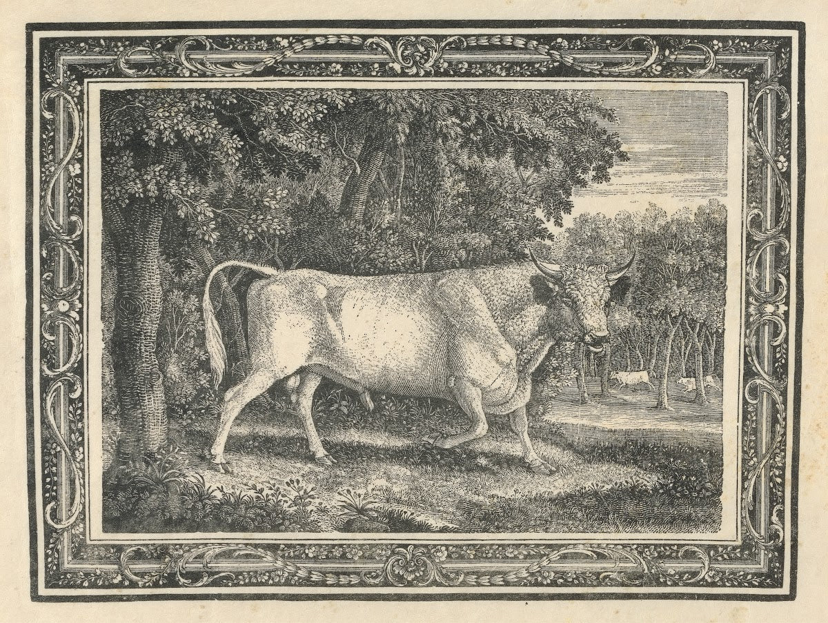 The Wild Bull of Chillingham 1781