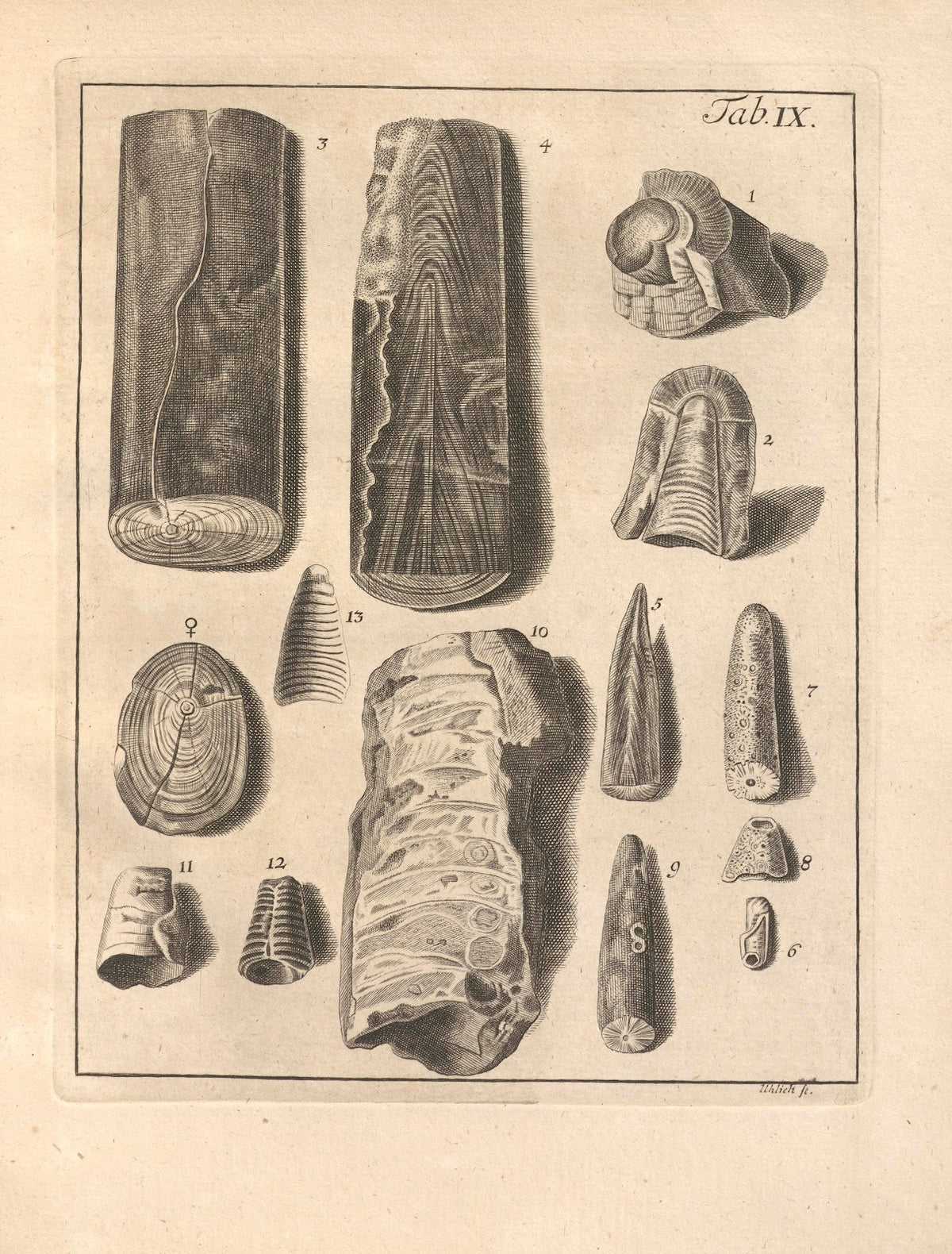 Descriptiones Tubulorum Marinorum Descriptions of Marine Tubes Pl08 1731