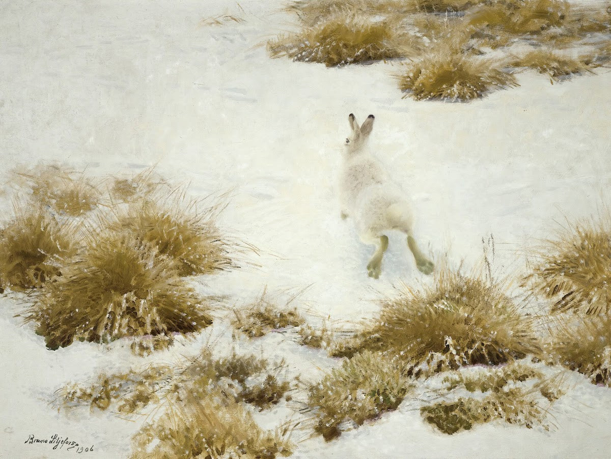 Vinterhare Bland Tuvor The Snow Hare 1906