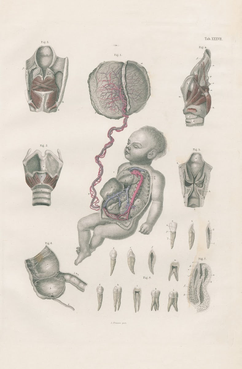 Foetal circulation with placenta and umbilical cord muscles of larynx and laryng