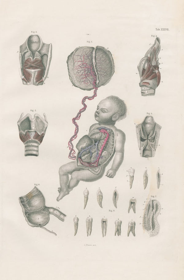 Foetal circulation with placenta and umbilical cord muscles of larynx and laryng