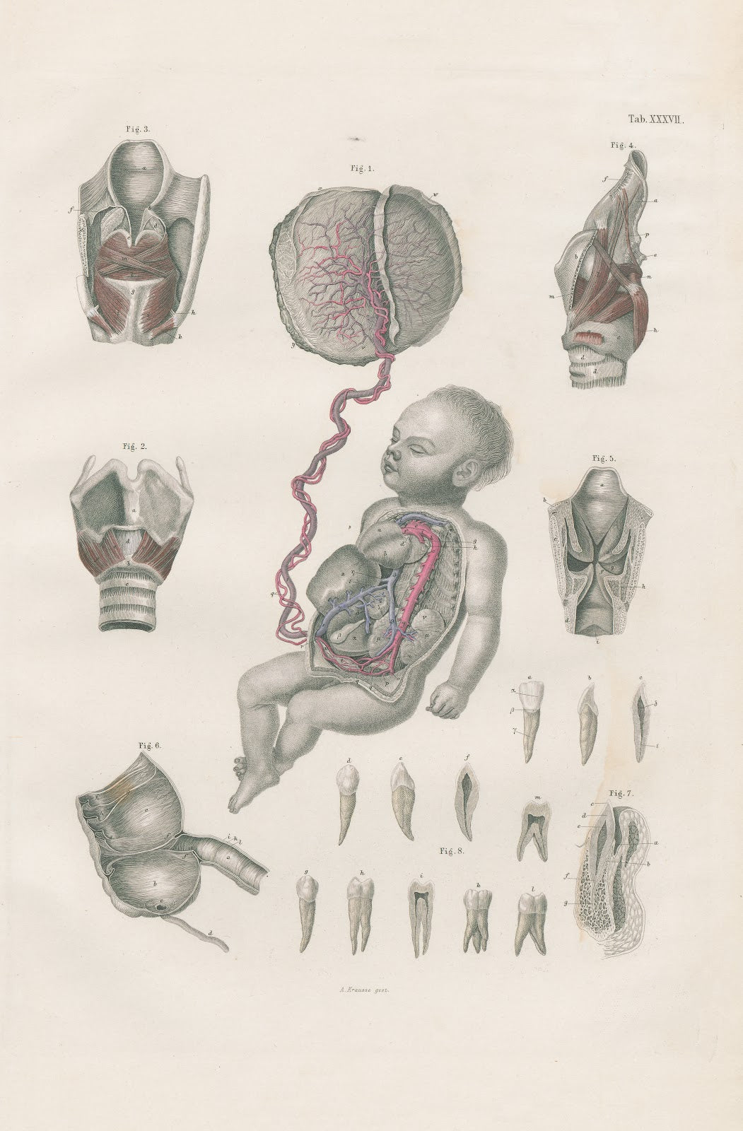 Foetal circulation with placenta and umbilical cord muscles of larynx and laryng