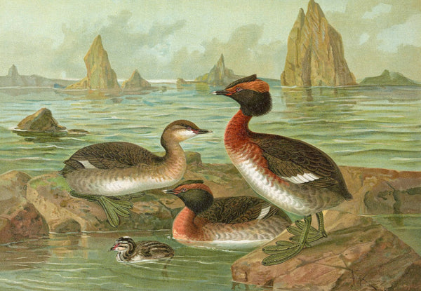 Colymbus auritus L Gehornter Lappentaucher