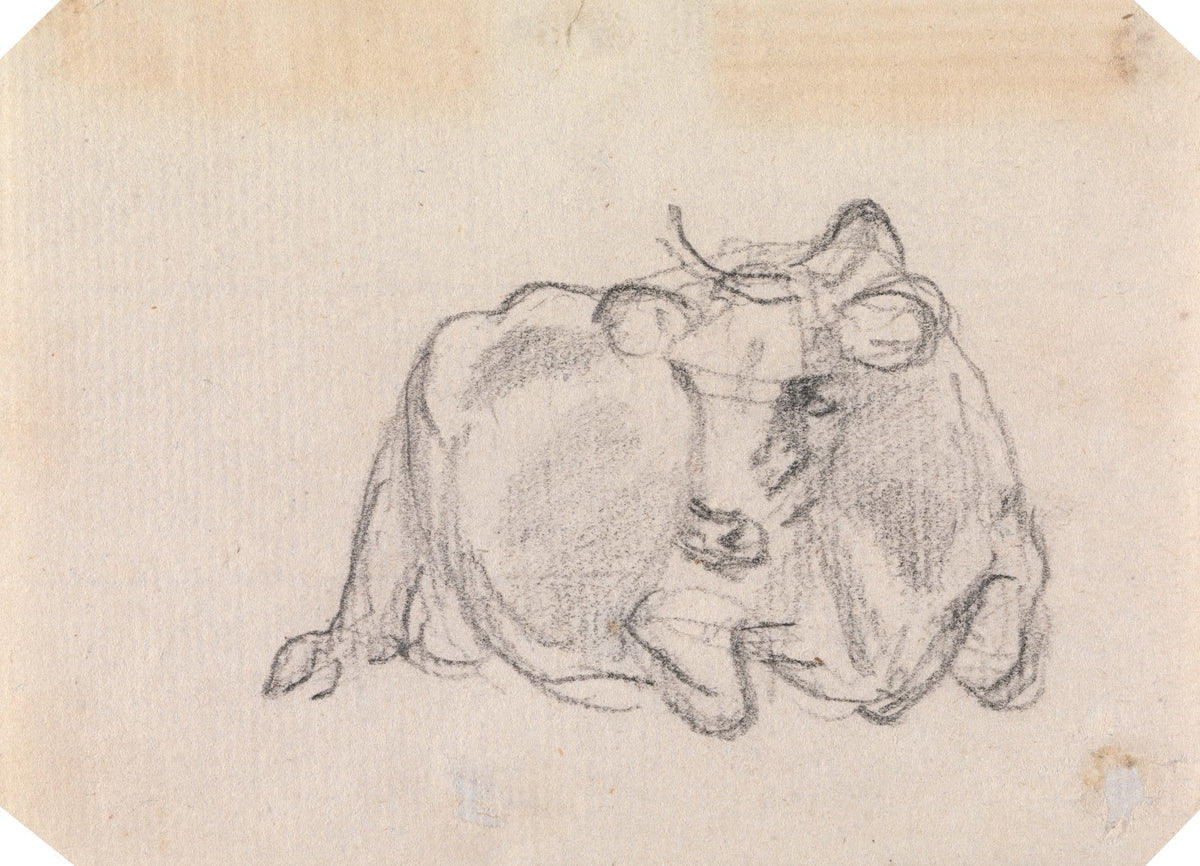 Study of a cow