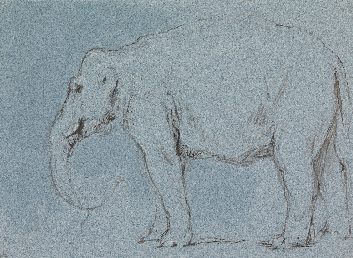An Elephant ca 1856