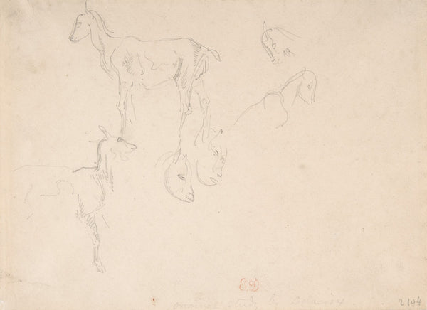 Studies of a Goat 17981863