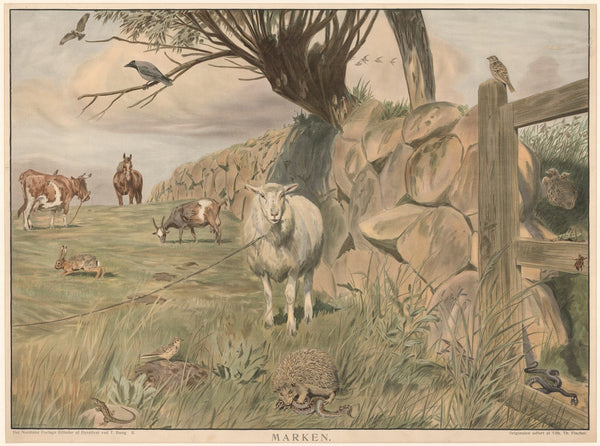 The field 1903