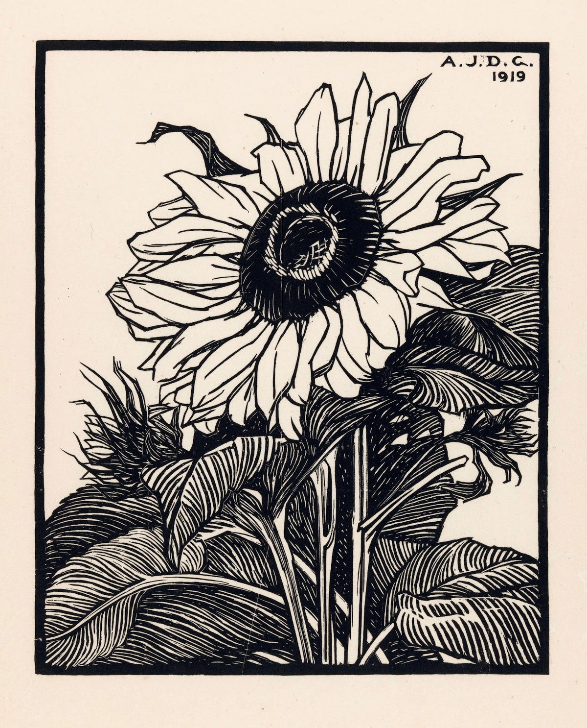 Zonnebloem 1919