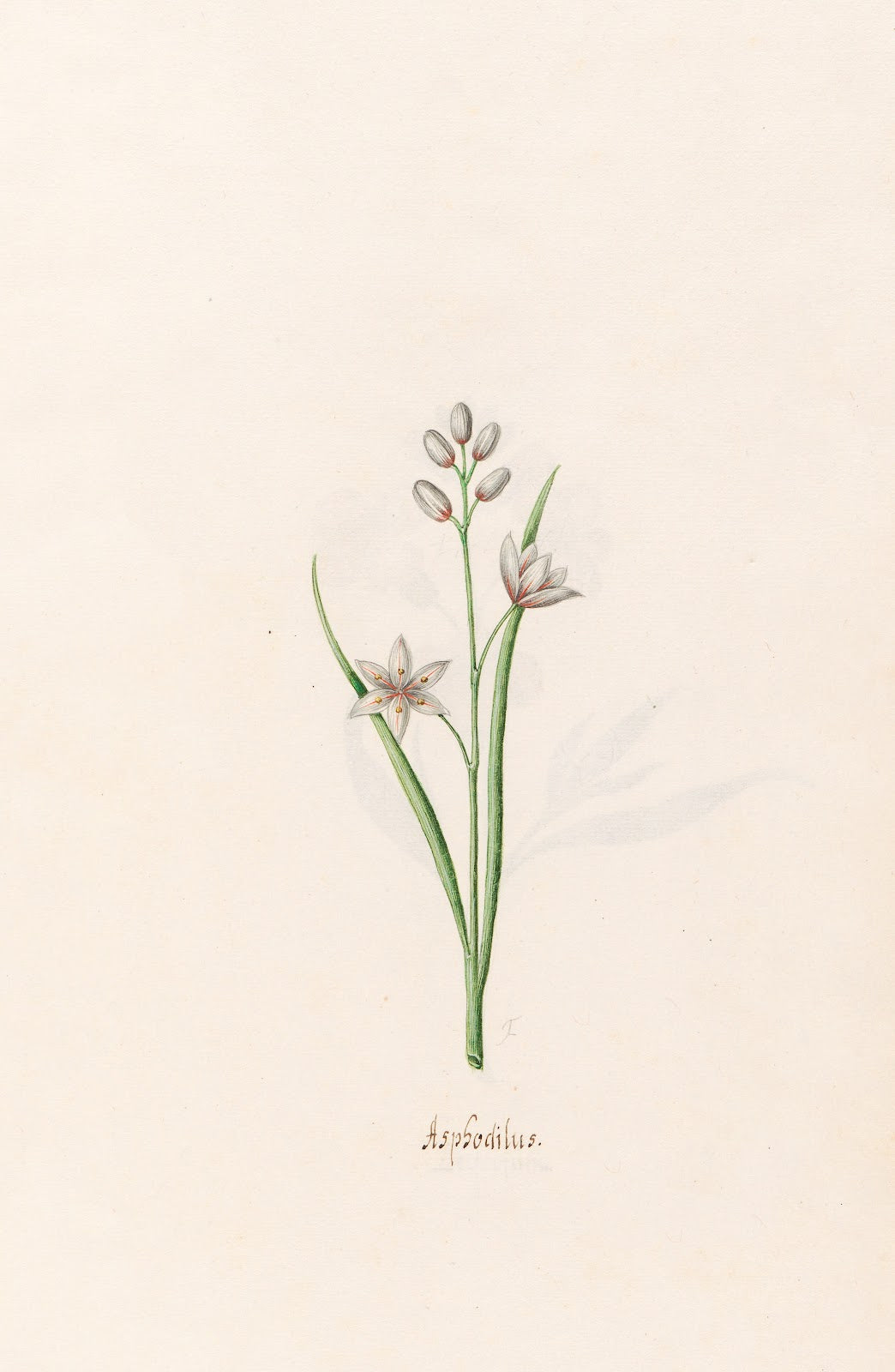 Asphodilus 1692