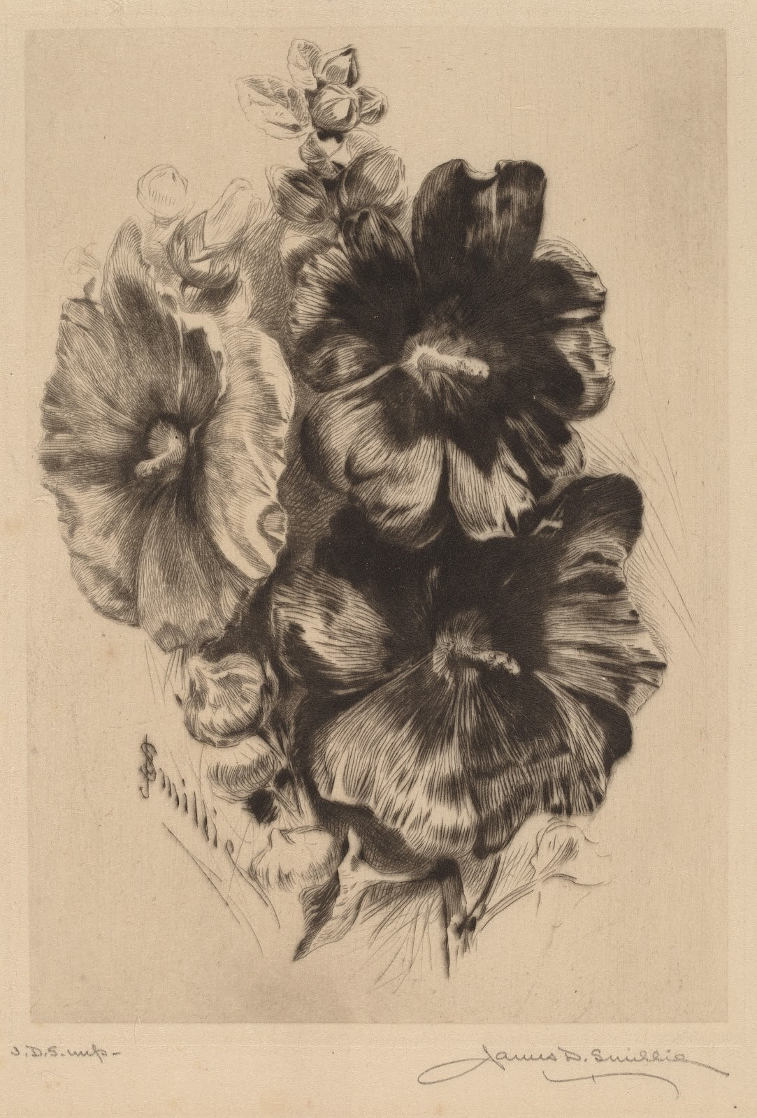 Dark Single Hollyhocks 1890