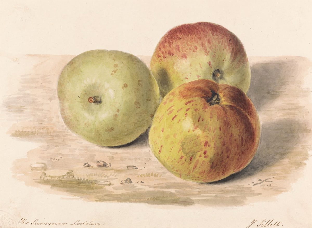 The Summer Lodden Sept 1832 A Still Life Study of Three Apples 1832