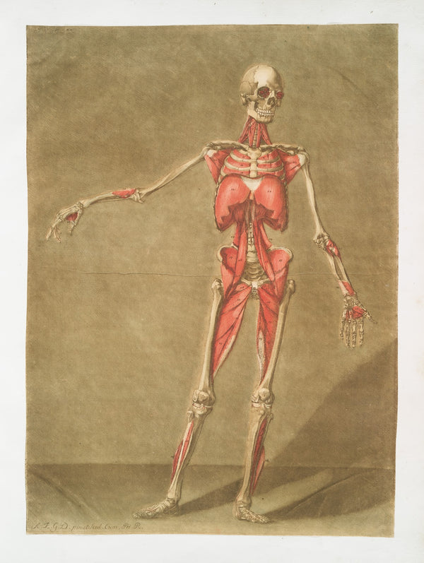 Cette planche représente le dernier ordre de muscles 1773