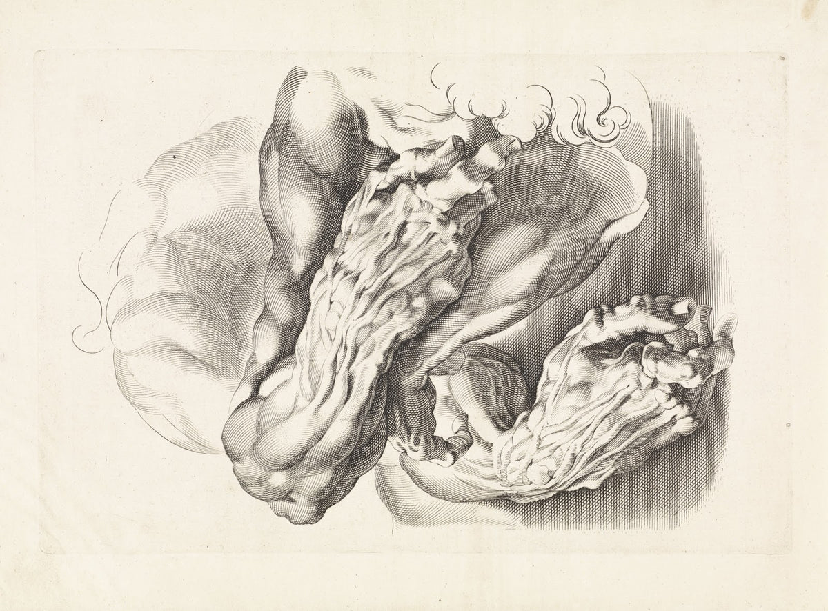 Anatomical studies of arms 1616   1657